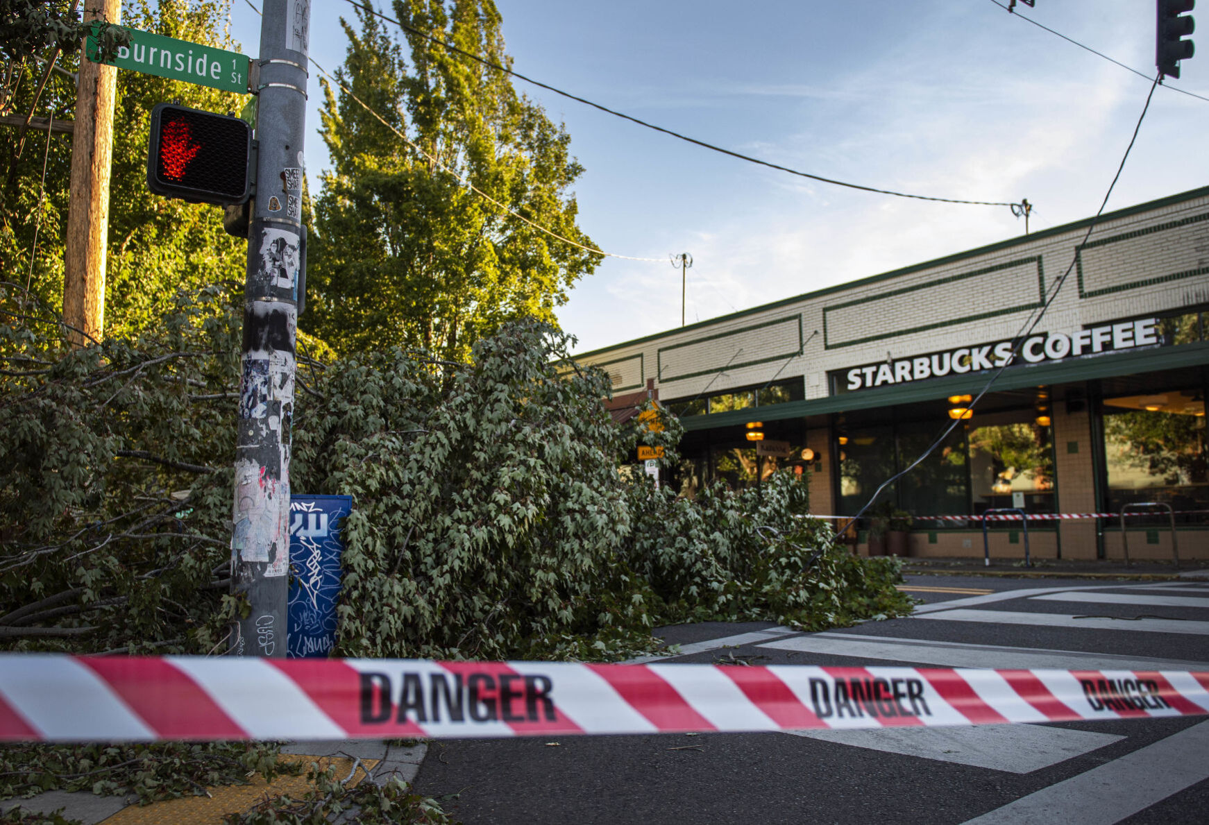 Winds knock down trees across Portland